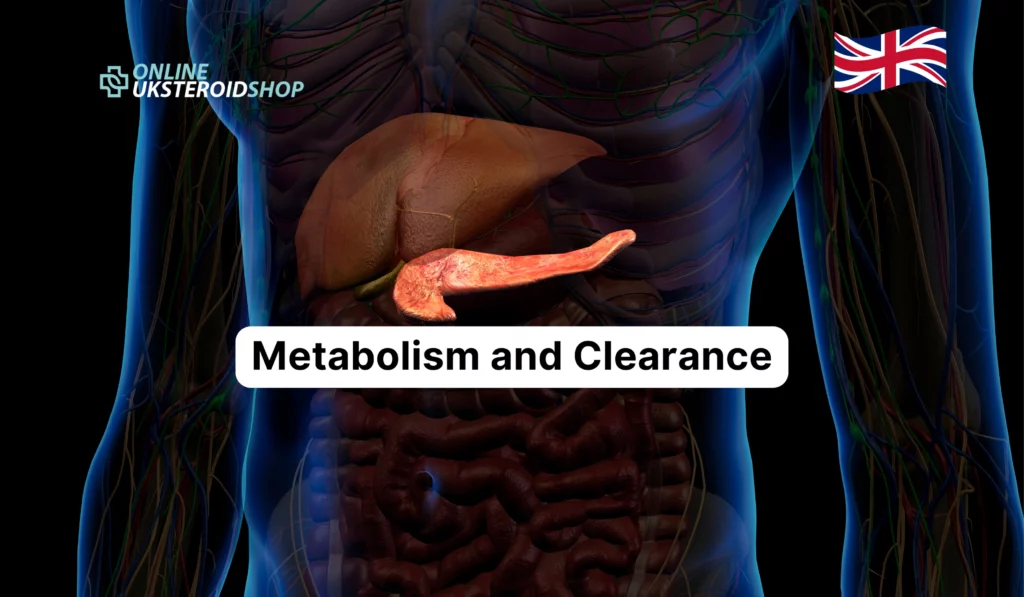 Metabolism and Clearance